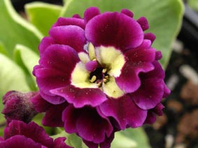 Primula auricula 'Doublet'